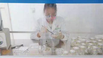 玉米单倍体工厂化技术服务 革新育种效率的关键支撑